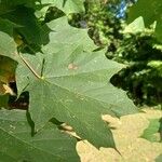 Acer platanoides Leaf