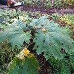 Rheum palmatum Leaf