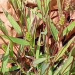 Setaria pumila Lapas