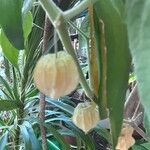 Physalis pubescens Fruit