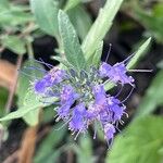 Caryopteris × clandonensisCvet