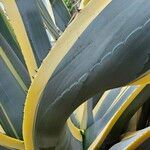 Agave americana Folha