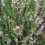 Calluna vulgarisFlower