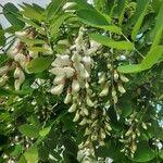 Robinia pseudoacaciaКветка