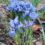 Iris reticulata Habit