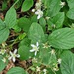 Rubus nigricans Fuelha