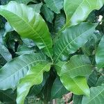Pouteria caimito Leaf