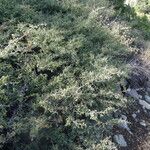 Ceanothus cordulatus Habitat