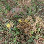 Carlina racemosa Habitat