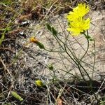 Crepis tectorum Flower