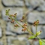 Scrophularia alpestris 花