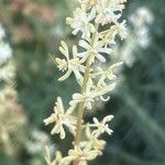 Reseda phyteuma Flower