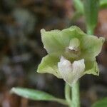 Epipactis exilis Flower