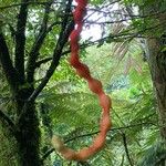 Cojoba catenata Fruto