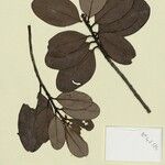 Pouteria rigida Leaf