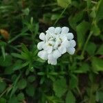 Iberis sempervirensFlower