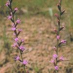 Liatris pilosa موطن