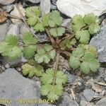 Ptychotis saxifraga Habit