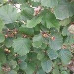 Crataegus coccinea Blatt