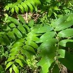 Polygonatum biflorum Blad