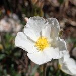 Cistus umbellatus 花