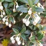 Gaultheria mucronata Flor
