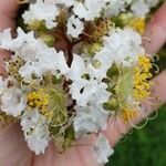 Lagerstroemia indicaBlodyn