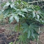 Fatsia japonica Leaf