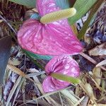 Anthurium andraeanum Flower