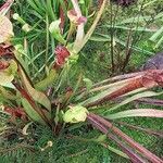 Sarracenia flava Mosusu