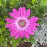 Dimorphotheca pluvialis Flower