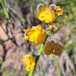 Senna crassiramea Flor