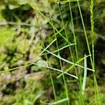 Poa nemoralis Habitat