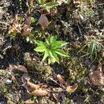 Cardamine enneaphyllos Leaf