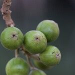 Ficus sur Fruto