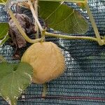 Sechium edule Φρούτο