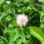 Trifolium resupinatum Квітка