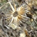 Phagnalon saxatile 花