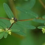 Euphorbia hyssopifolia फूल