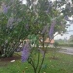 Petrea volubilis Leaf