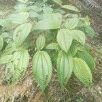 Miconia crenata Leaf