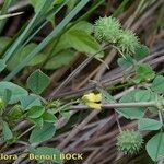 Medicago murex Otro