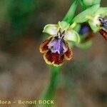 Ophrys × chobautii