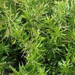 Amsonia tabernaemontana عادت داشتن