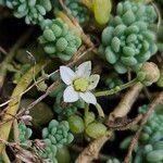 Sedum dasyphyllum 花