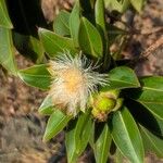 Foetidia mauritianaFlower