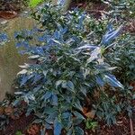 Sarcococca orientalis Vivejo