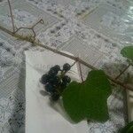 Vitis mustangensisFruto