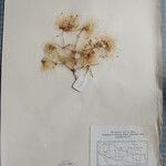 Clematis connata Otro