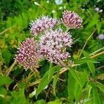 Eupatorium cannabinum Λουλούδι